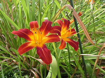 Лілейник Тея