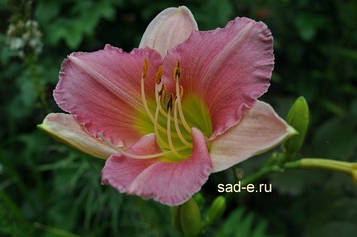 Лілейник Дюмортьє