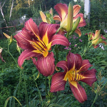 Лілейник коричнево-бордовий