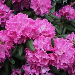 Рододендрон «Roseum Elegans» 1 річний, конт. P9, фото 2