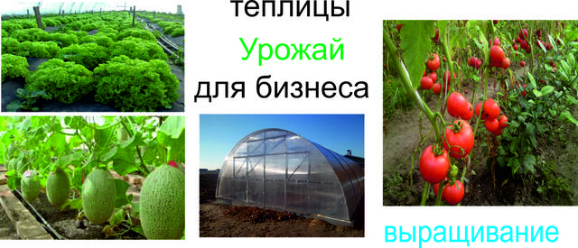 Теплицы урожай для бизнеса