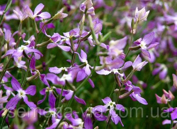 Матиола F1 /1г/ (Семена ВИА) (в упаковке 20 пакетов): продажа, цена в ...