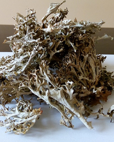 Трава цетрария исландский мох от кашля - фото 1 - id-p241869835