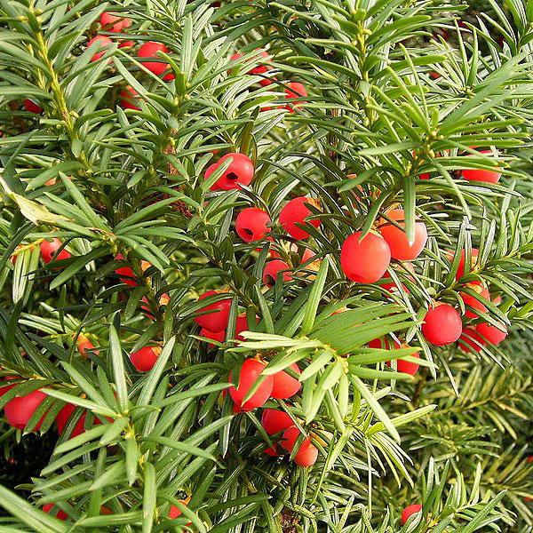 Тис ягідний, контейнер 3 л H 10-15 см