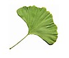 Ginkgo Group