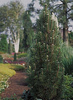 Сосна чорна Комет (Pinus nigra 'Komet')