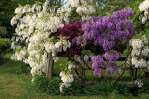 Гліцинія японська "Широ - Нода" \ Wisteria Shiro-Noda ( саджанці 3 річні ), фото 4
