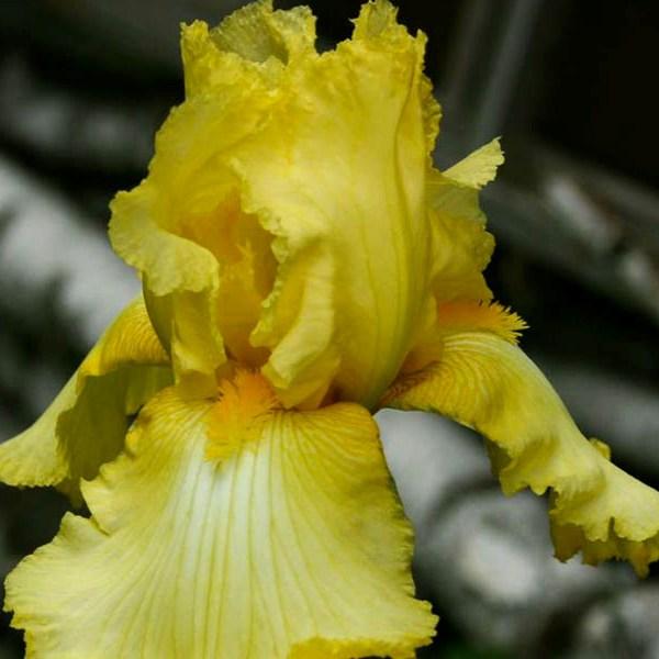 Iris germanica Lime Fizz