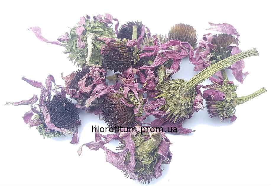 Ехінацея пурпурова 50 грамів (Echinacea purpurea) квітка