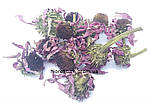 Ехінацея пурпурова 50 грамів (Echinacea purpurea) квітка