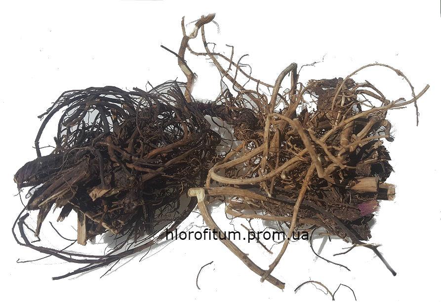 Ехінацея пурпурова (Echinacea purpurea, Purple echinacea) корінь 50 грамів