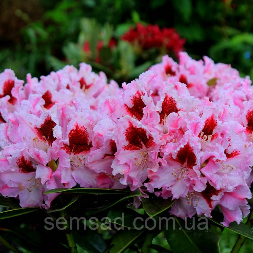 Рододендрон "Королева Ядвіга" (саджанці 3 роки ЗКС) Rhododendron Krolowa Jadwiga