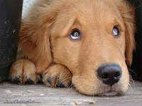 Золотистий ретрівер