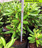 Rhododendron Roseum Elegans контейнер 4-год, фото 6