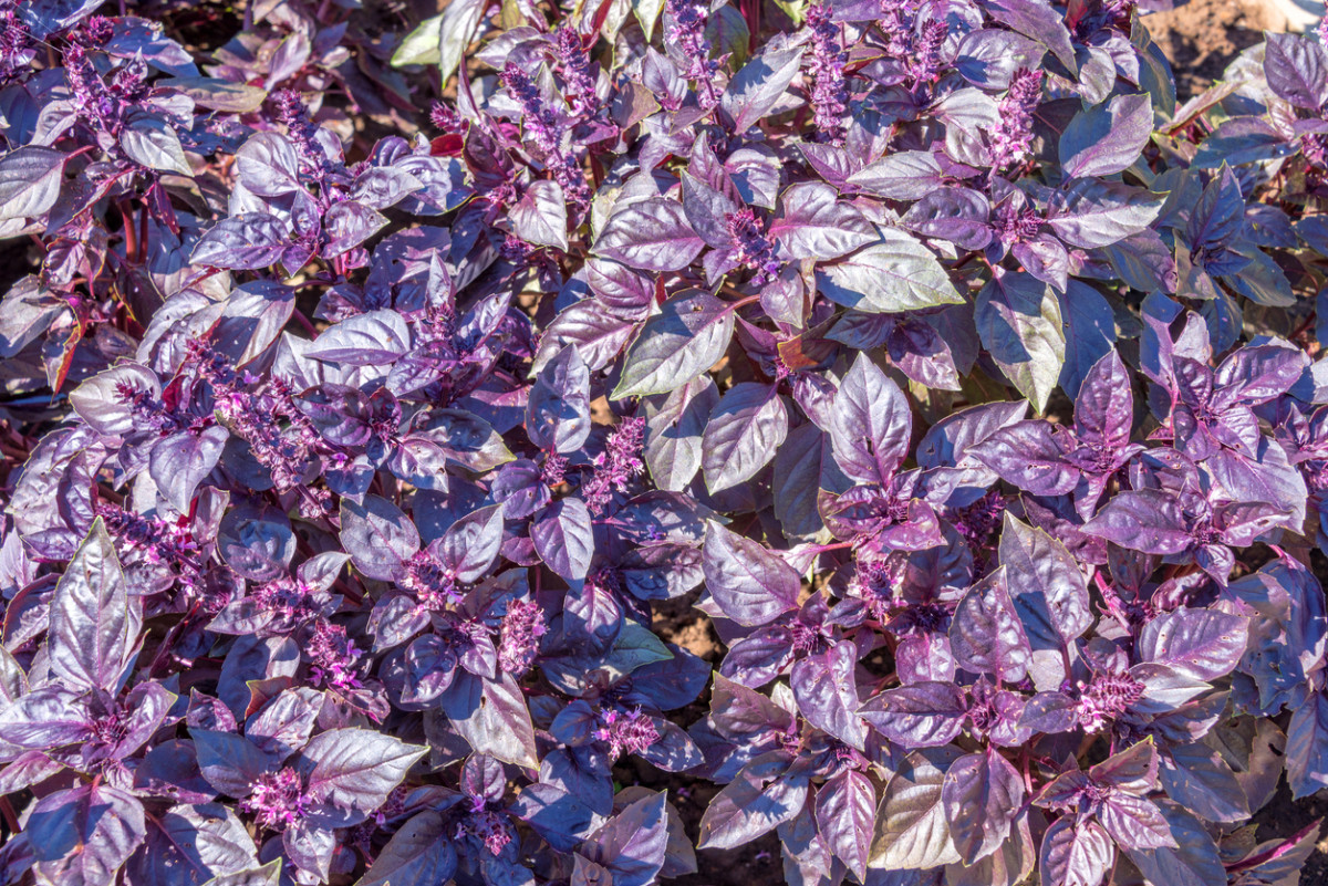 Насіння, Базилік Фіолетовий РЕД РУБІН/RED RUBIN (банка 500 г) Hortus Італія