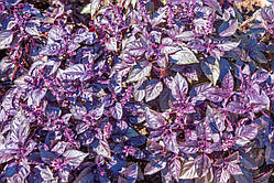 Насіння, Базилік Фіолетовий РЕД РУБІН/RED RUBIN (100 г) Hortus Італія