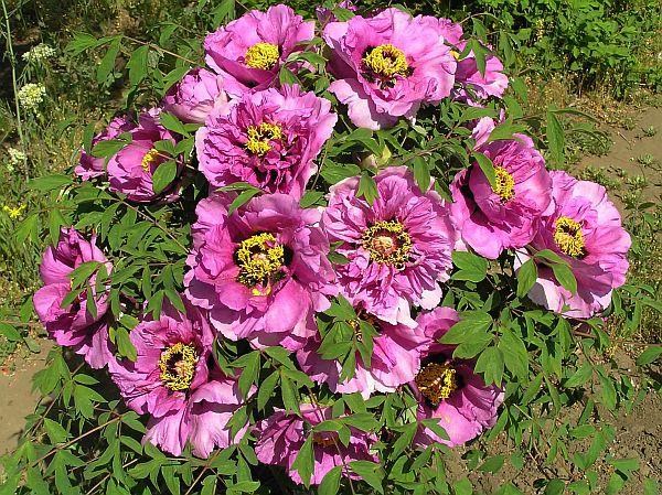 Півонія деревинний Lilac (Бузковий) 3 рік