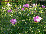 Півонія деревинний Lilac (Бузковий) 2 року, фото 3