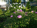 Півонія деревинний Lilac (Бузковий) 2 року, фото 4