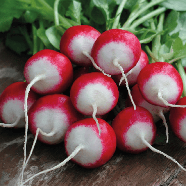 Семена Редис красный с белым кончиком (КБК) / RED WITH WHITE TIP, 500 г банка, Hortus Италия, инкр. - фото 3 - id-p566461635