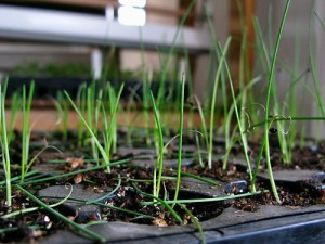 luk-porej-dlya-vyraschivaniya-rassady luk-porej