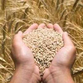 Протруйники у професійній упаковці