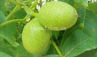 Волоський горіх Франкетте (Franquette) / (Щеплений)