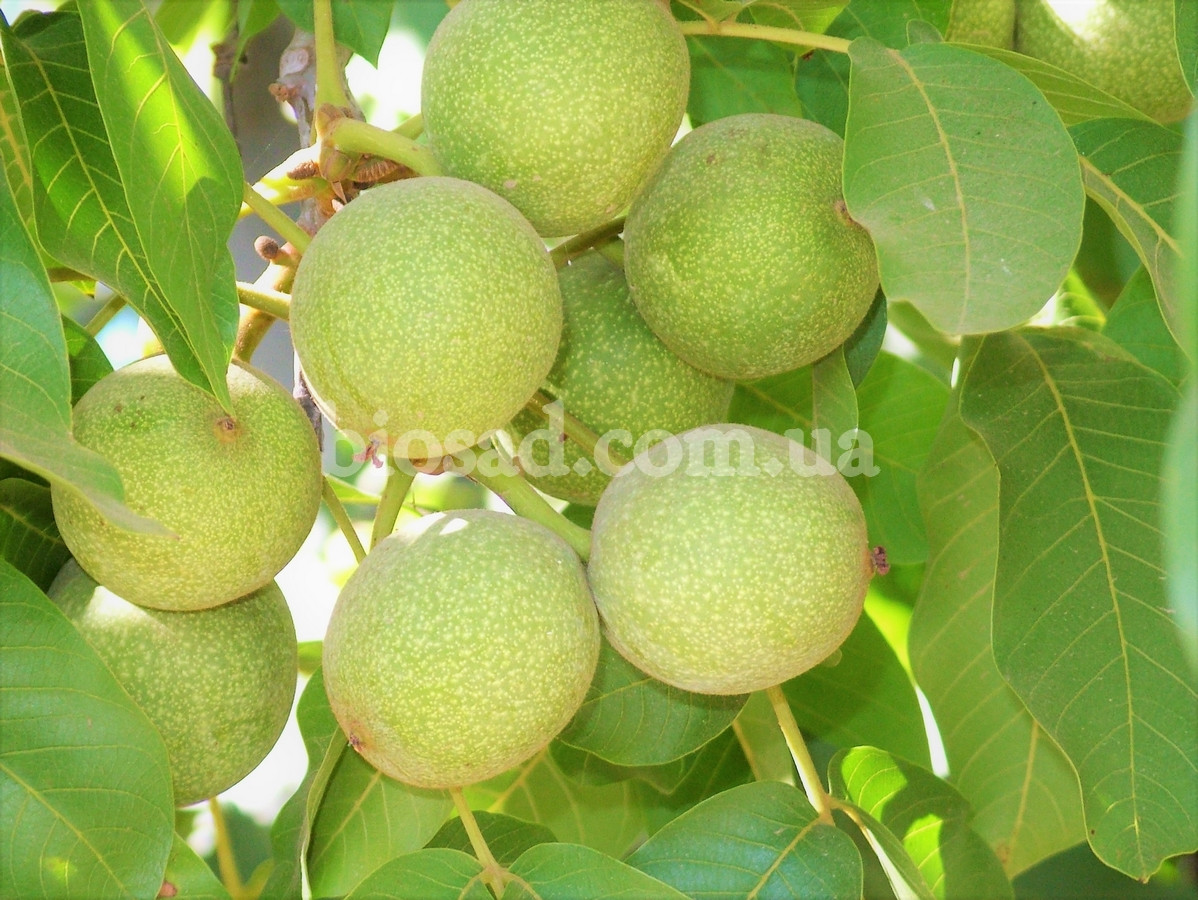 Волоський горіх Хартлі (Hartley) / (Щеплений)