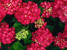 Гортензія крупнолисна Мася \ Hydrangea macrophylla "Masja" (саджанці 3 роки), фото 3