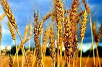 Критично важливі мікроелементи. Частина 1. Озима пшениця пшениця