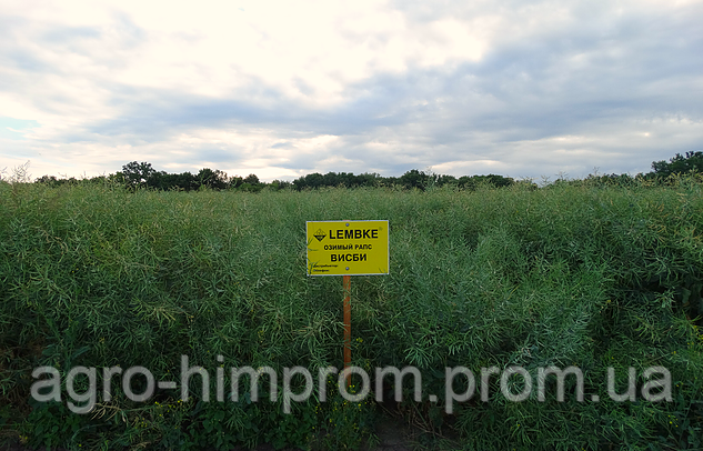 Ріпак озимий Вісбі НВЦ Лембке / NPZ Lembke Німеччина, Середньоранній