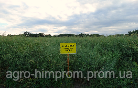 Ріпак озимий Вісбі НВЦ Лембке / NPZ Lembke Німеччина, Середньоранній, фото 1