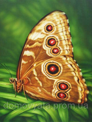 Набір алмазної мозаїки "Метелик Монарх", фото 2