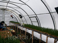 Вигонка цибулі на перо»