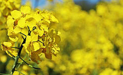 Насіння ріпаку «СЕЛАВІК» гібрид