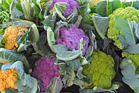 ЦВІТНА КАПУСТА