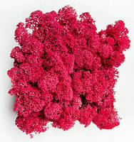 Фуксия. Скандинавський Мох Ягель Стабілізований 0,500 kg