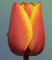 Тюльпани Дарвіна гібрид