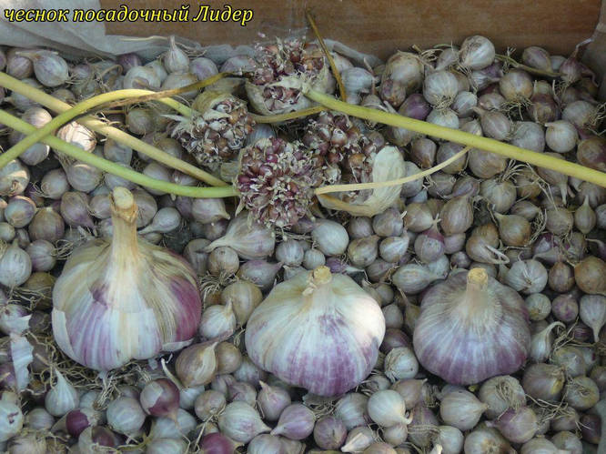 Купить Чеснок на посадку сорт "Лидер"- семена "воздушка", цена 350 ...