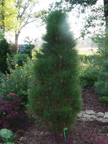 Сосна черная Грин Тауэр (Pinus nigra 'Green Tower) - фото 2 - id-p605177275