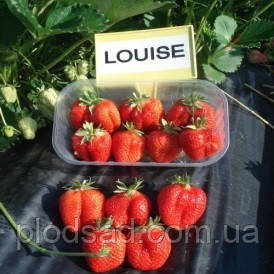 Полуниця Луїза