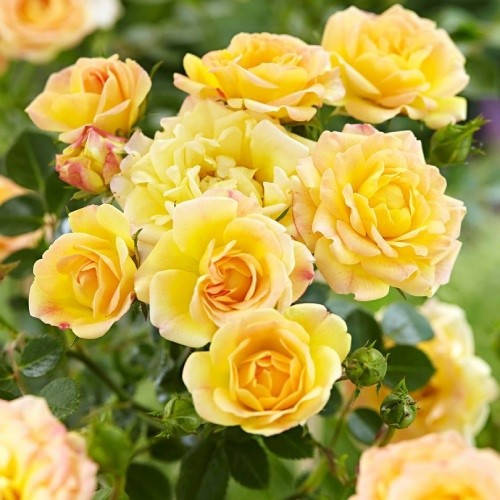 

Роза Yellow Fairy (саженцы)