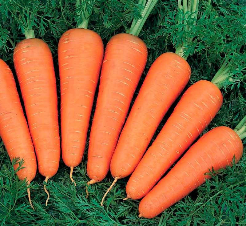 

Морковь Канада F1 25000 сем