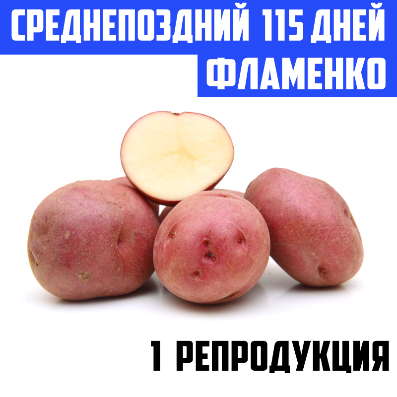 

Семенной картофель Среднепоздний посадочный картофель голландский Семенная картошка сорта ФЛАМЕНКО