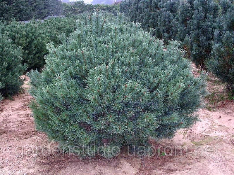 Сосна звичайна Ватерери (Pinus sylvestris 'Watereri')