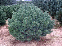 Сосна обыкновенная Ватерери (Pinus sylvestris 'Watereri')