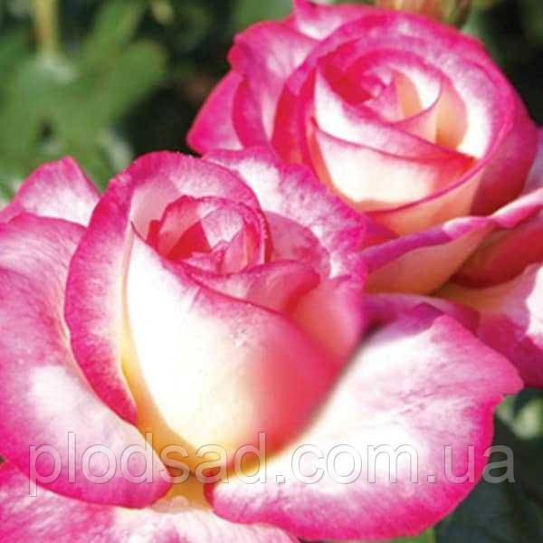 Роза в'юнка Хендель