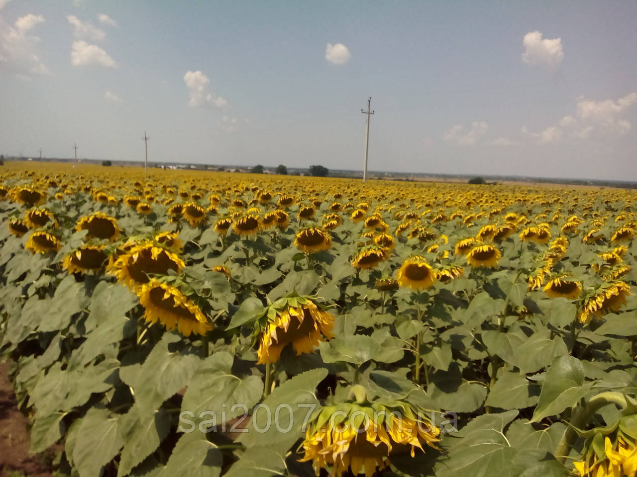 Насіння соняшнику Хортиця (Сади України)