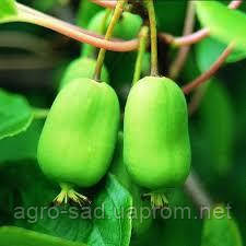 Рослина актинідія ліана - опис, властивості, ягода