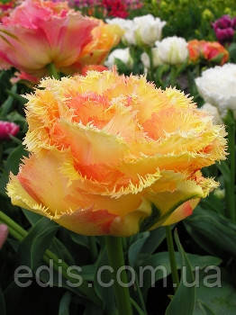 Тюльпан махровий Vaya Con Dios (Вая Кон Діос) оторочений 3 цибулинки 11/12